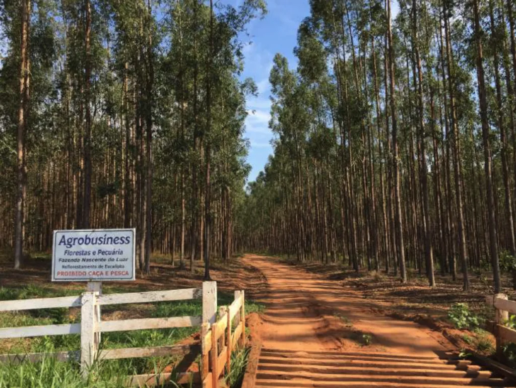 Savannah Regeneration and Recovery Agroforestry Project