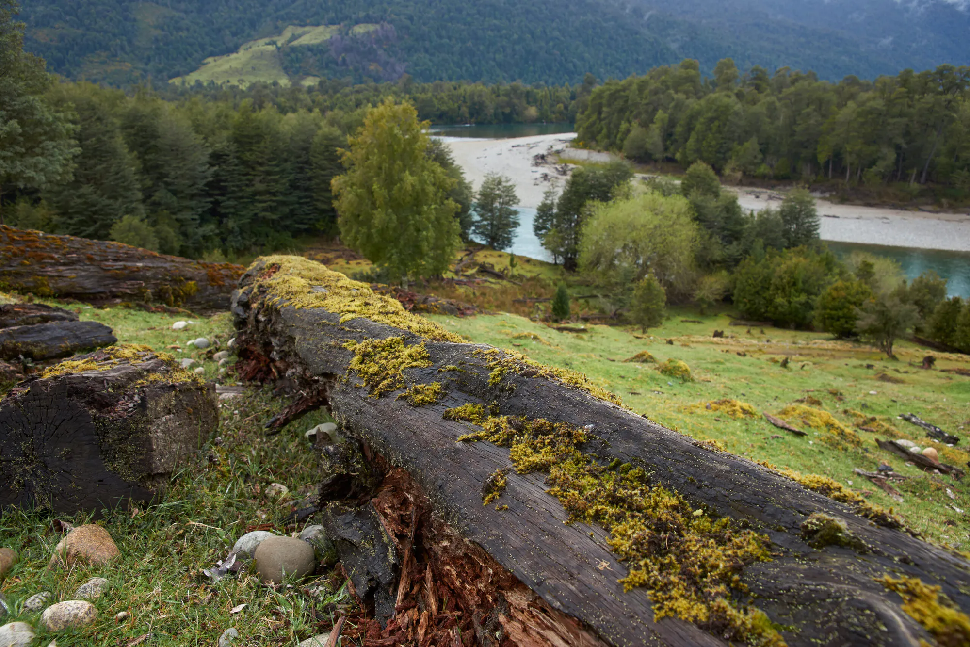 Reforestation of Degraded Lands in Valle California, Patagonia, Chile