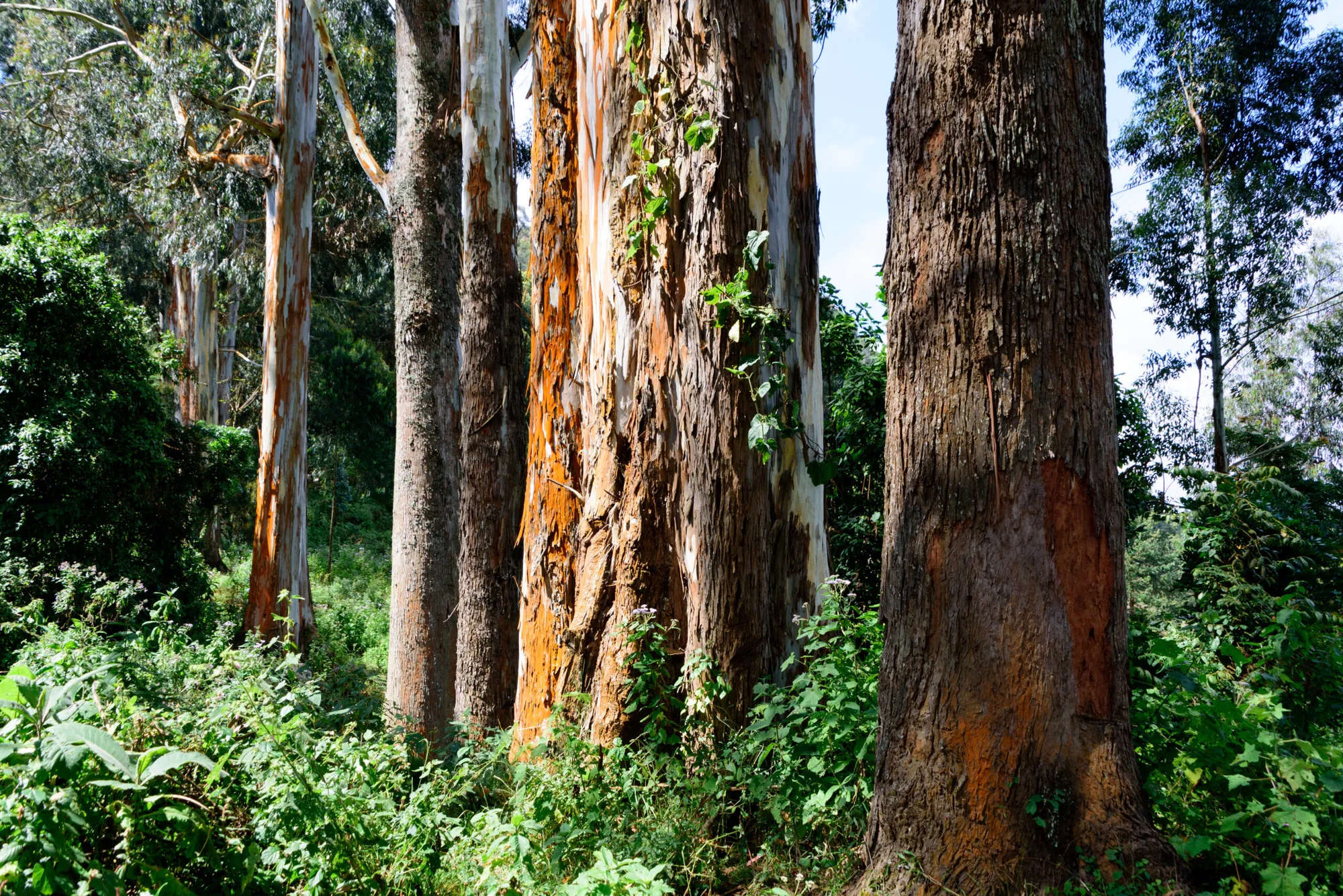 Reforestation of Degraded Grasslands in Uchindile & Mapandaarbon