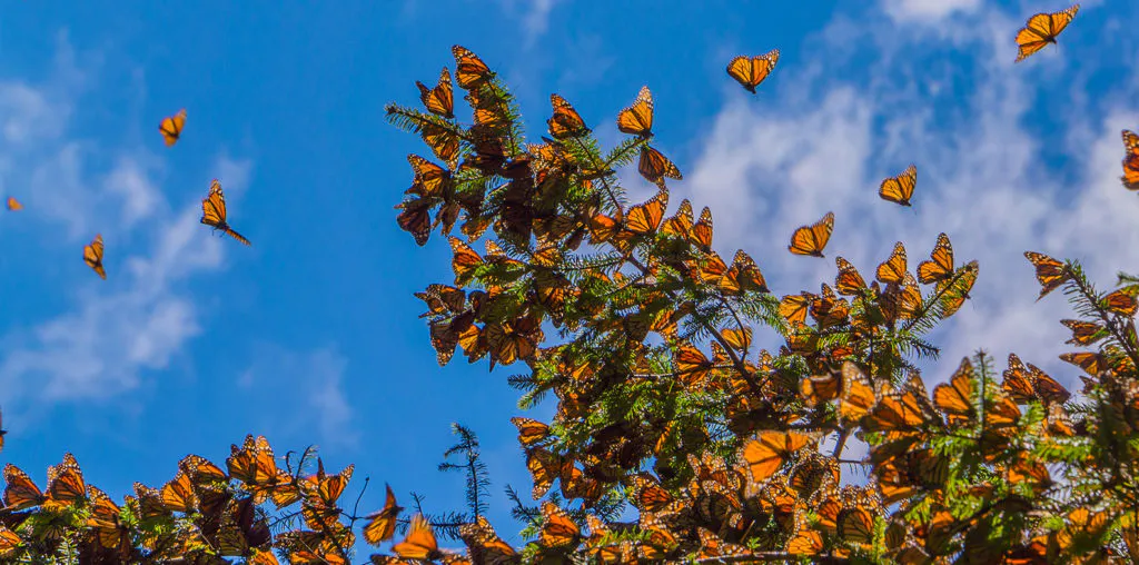 Protect Mexico’s Monarch Corridor in the Sierra Madre Oriental mountains