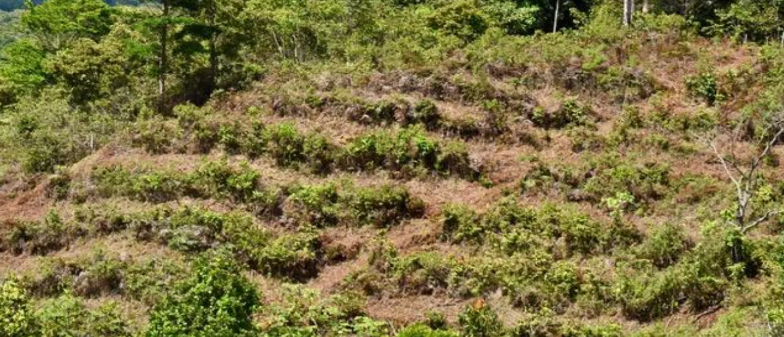 Generation Forest Group Project