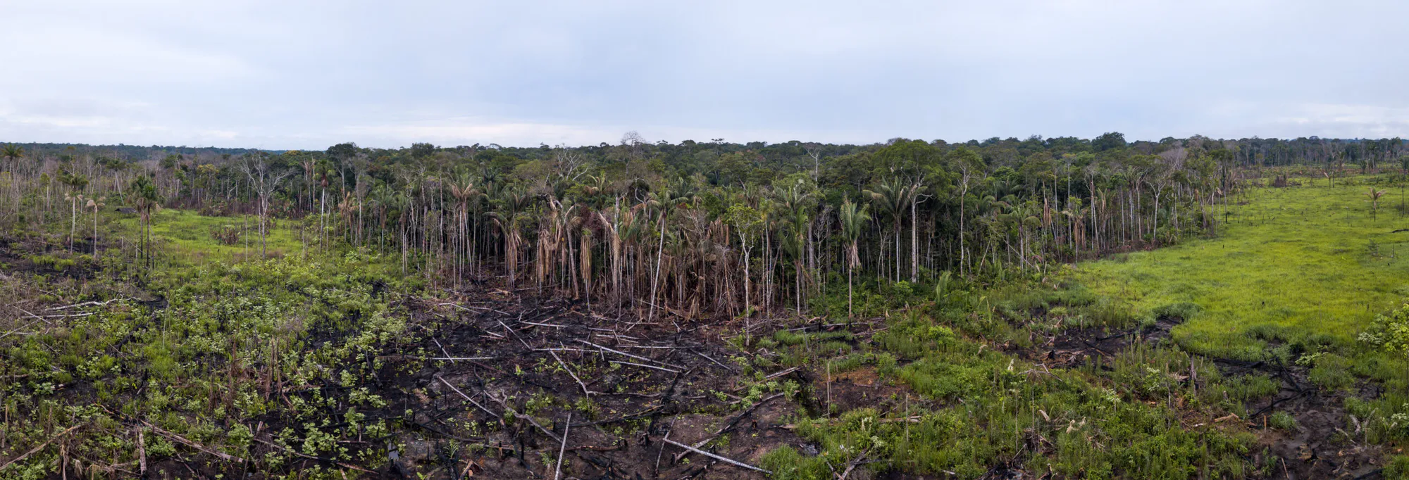 Carbono Verde ARR Project