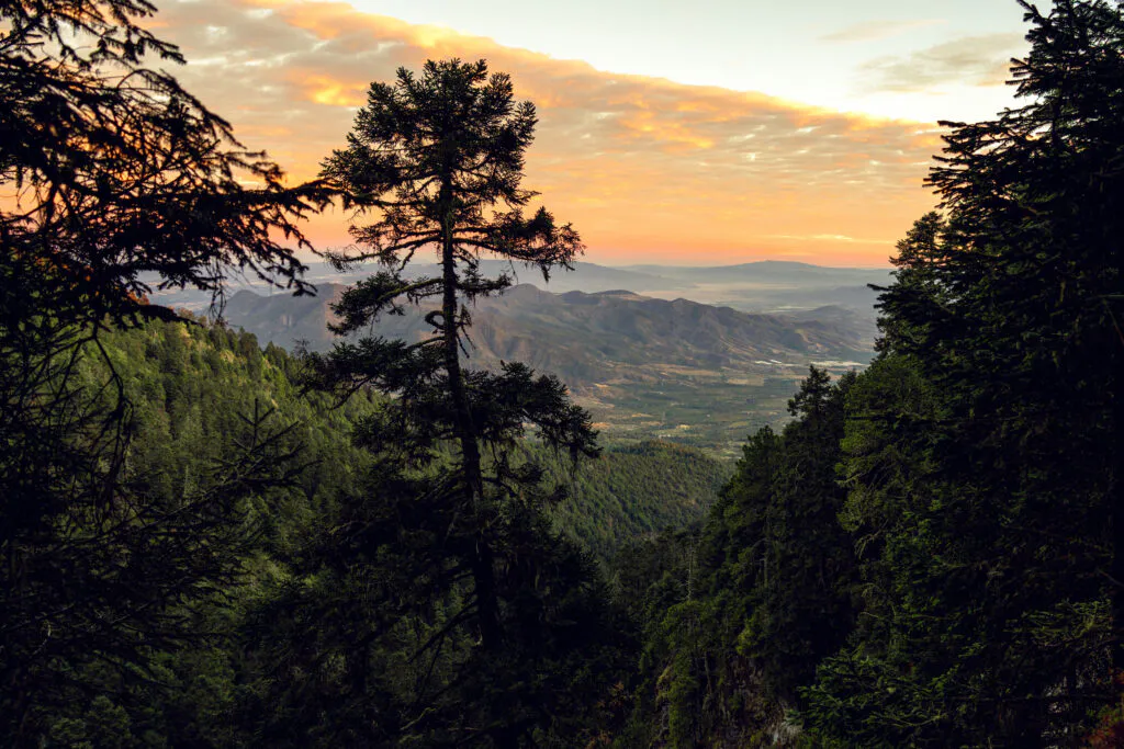 Ejido El Alamito Reforestation Project