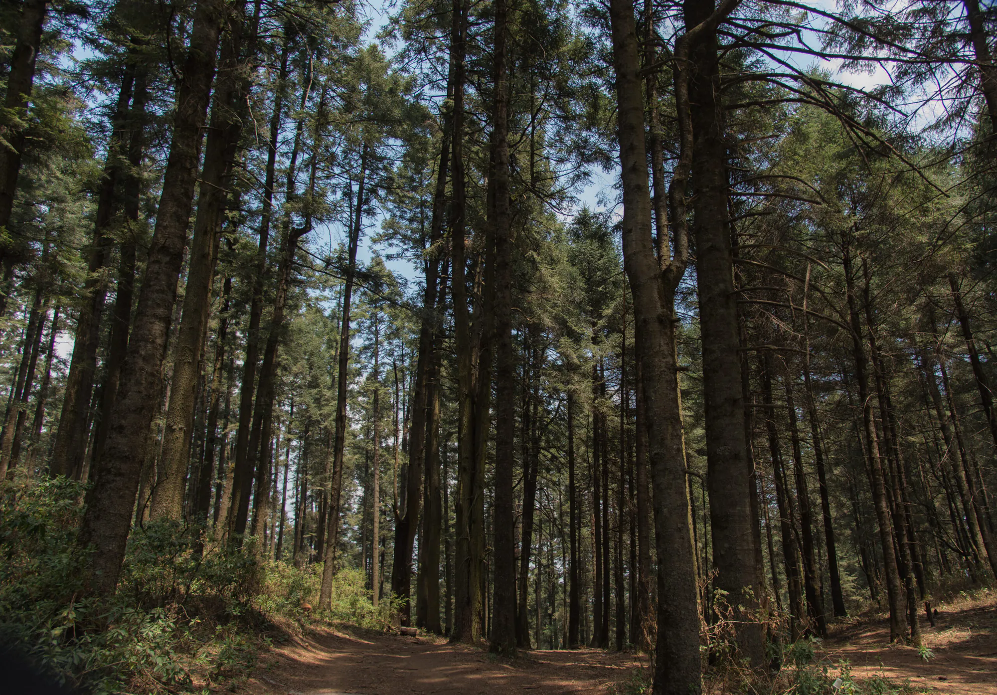 Ejido El Alamito Reforestation Project