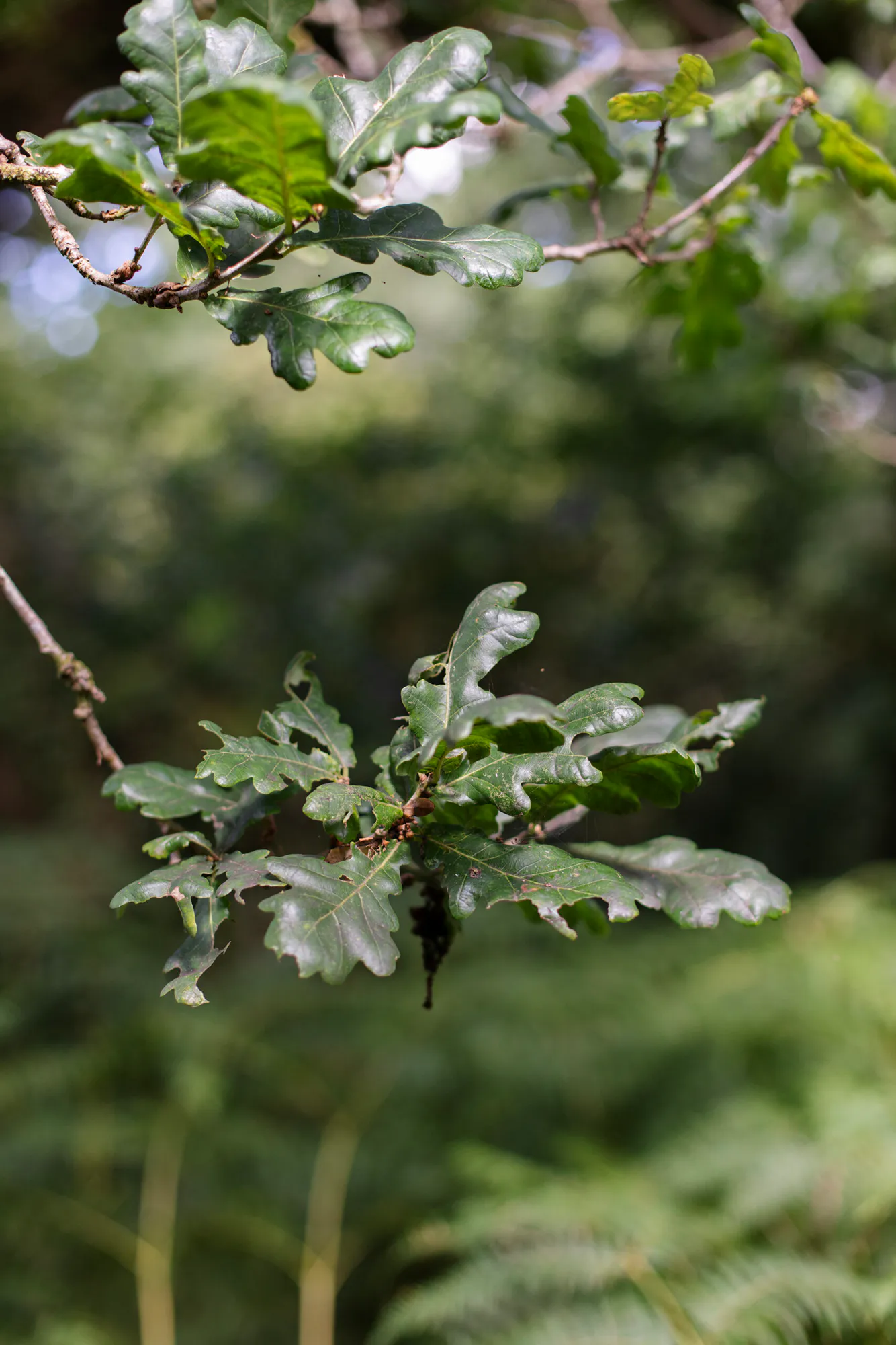 Restoring the Ancient Celtic Rainforest In Cornwall