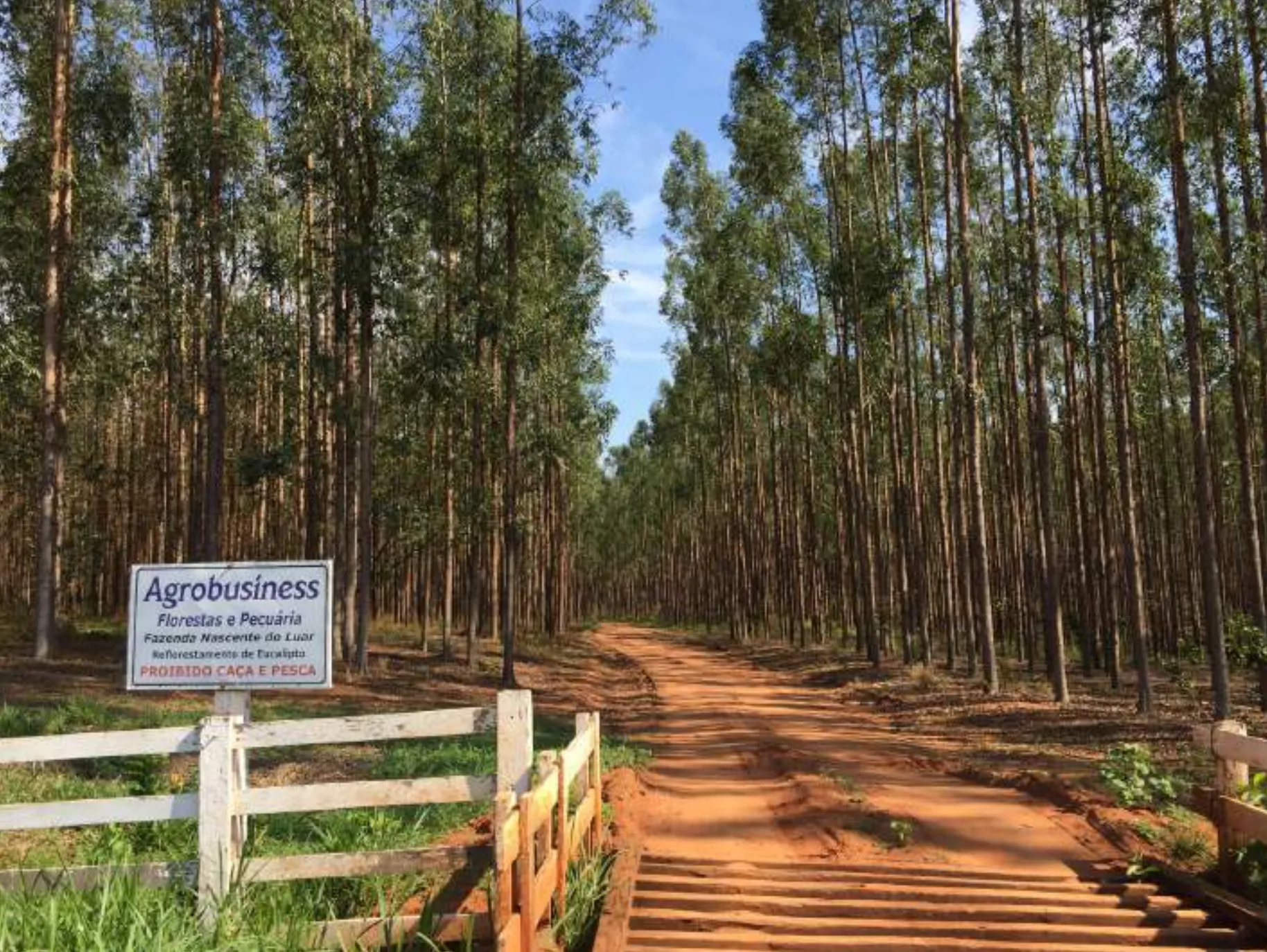 Savannah Regeneration and Recovery Agroforestry Project