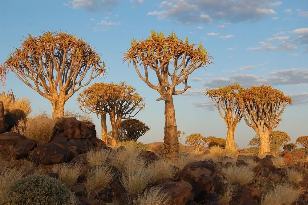 11 Incredible Trees that are Worth Saving the Planet For