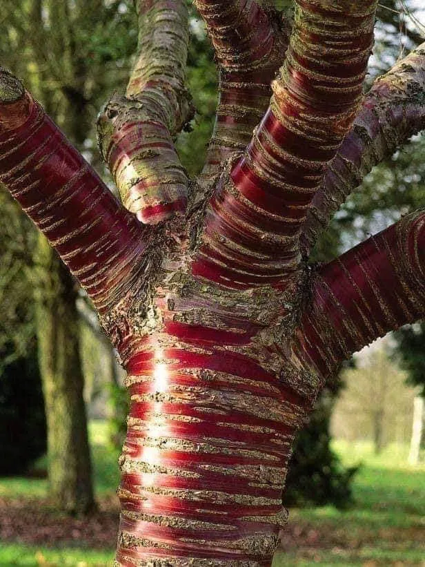 11 Incredible Trees that are Worth Saving the Planet For