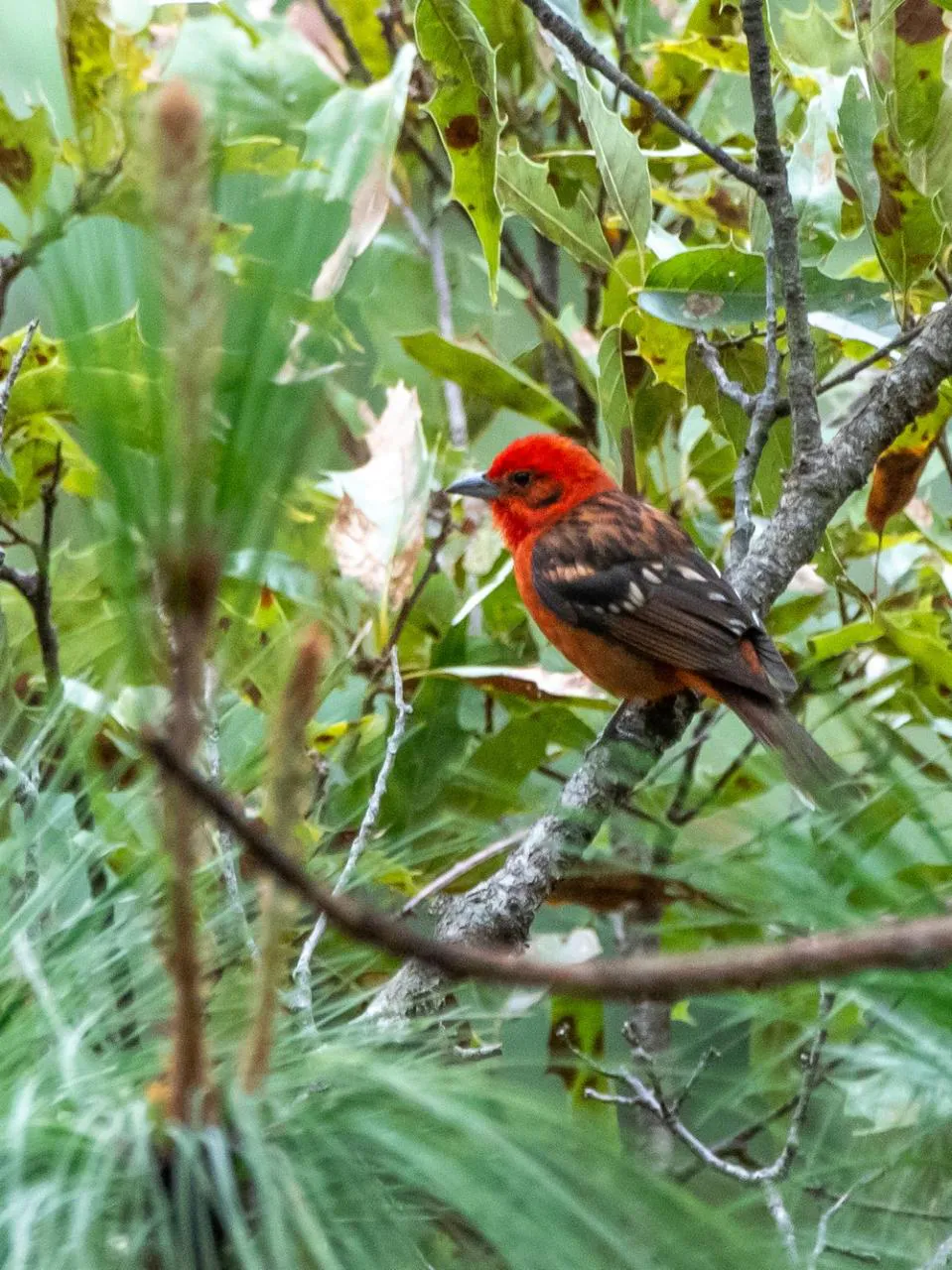 Preserving Indigenous Forest Landscapes in Oaxaca