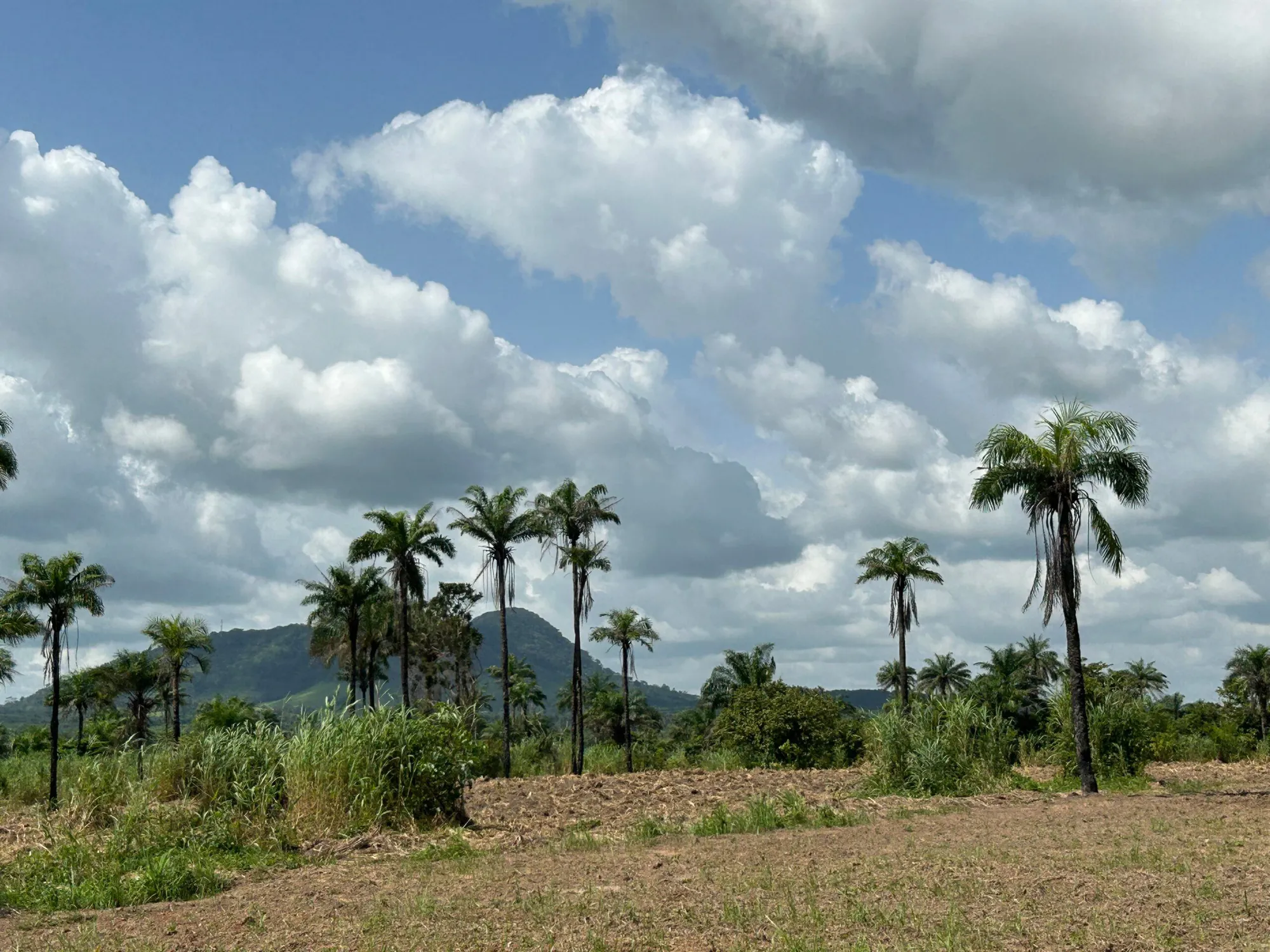 Reforestation of Degraded Lands in Sierra Leone