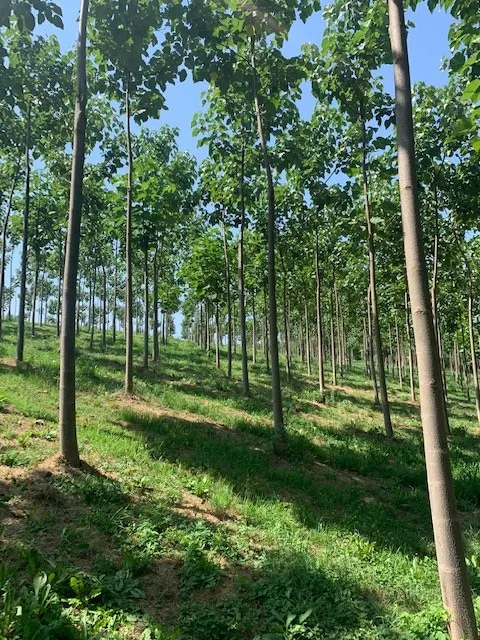 Growing a Greener Future: Paulownia Carbon Sequestration in The Netherlands