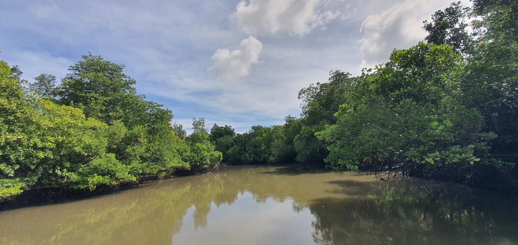 Rimba Raya Biodiversity and Wetland Restoration