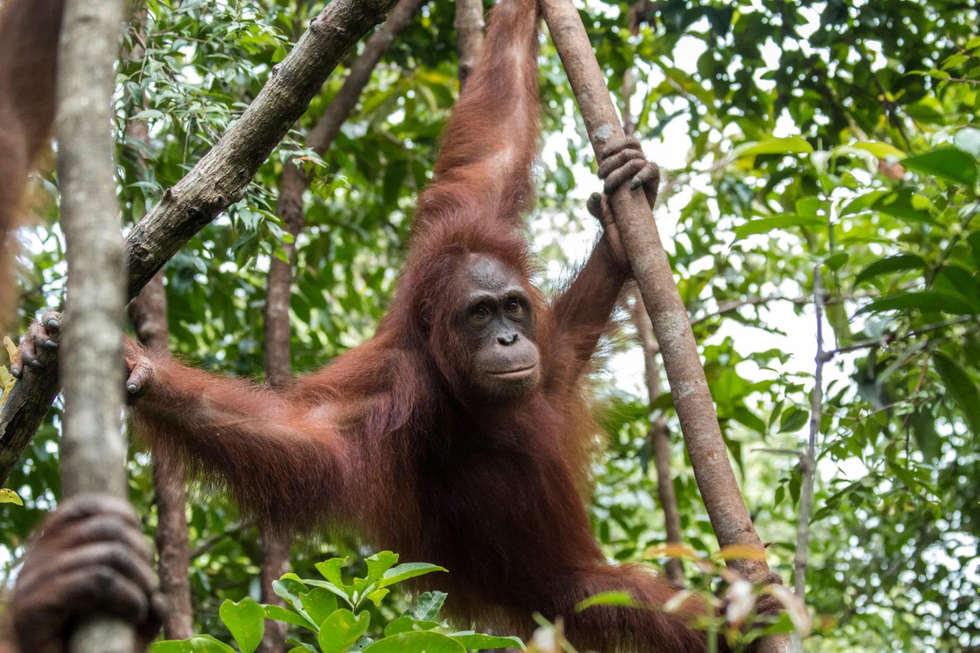 Orangutan Protection in West Kalimantan