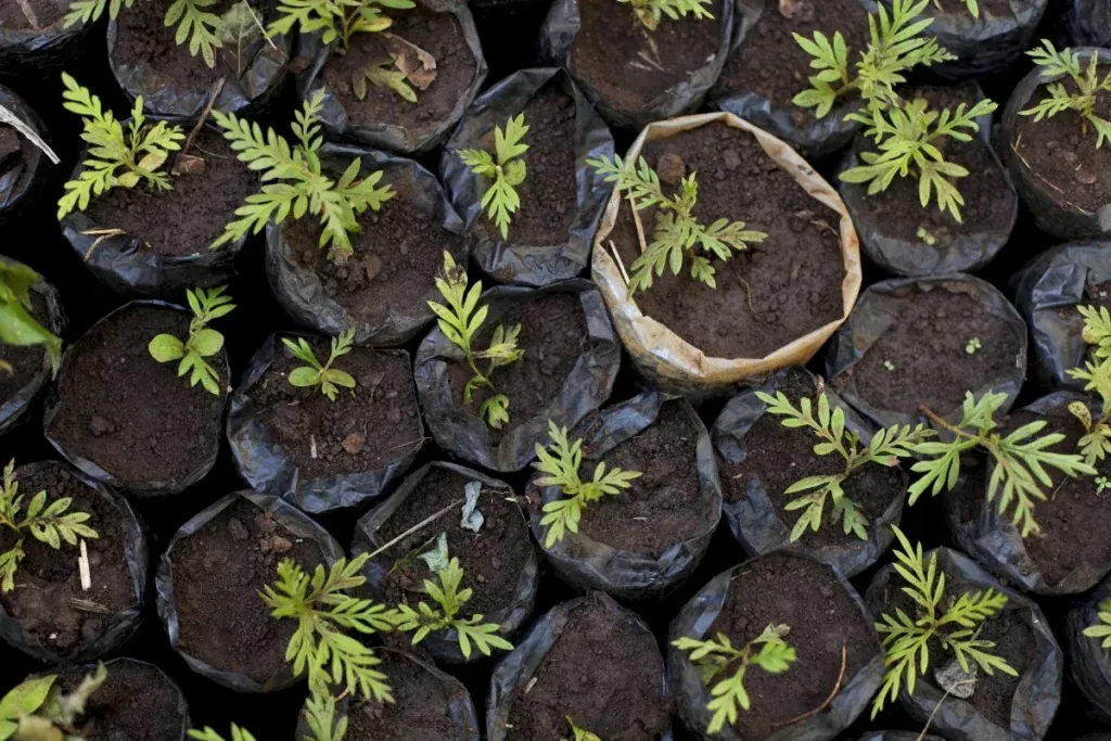 Time Tested Forestation in Uganda