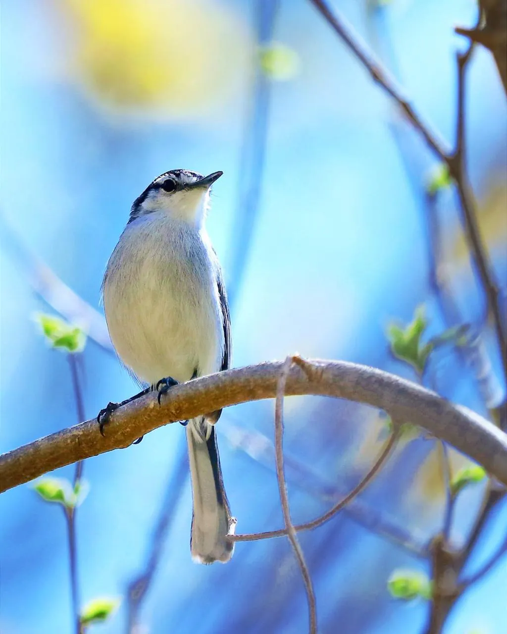 Preserving Indigenous Forest Landscapes in Oaxaca