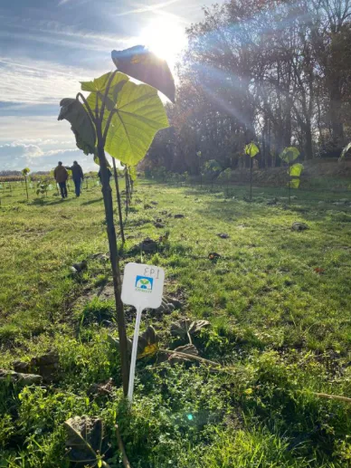 Growing a Greener Future: Paulownia Carbon Sequestration in The Netherlands