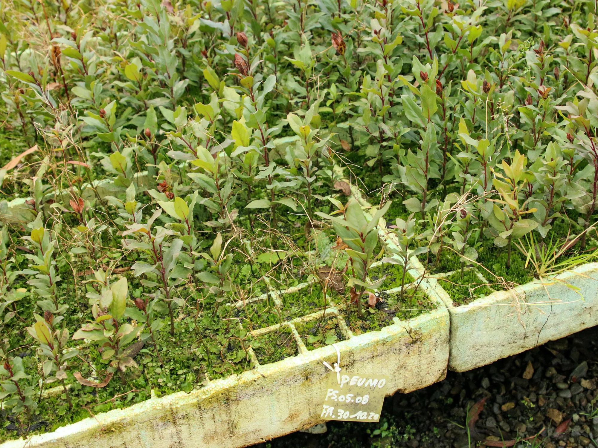 Reforestation of Degraded Lands in Valle California, Patagonia, Chile