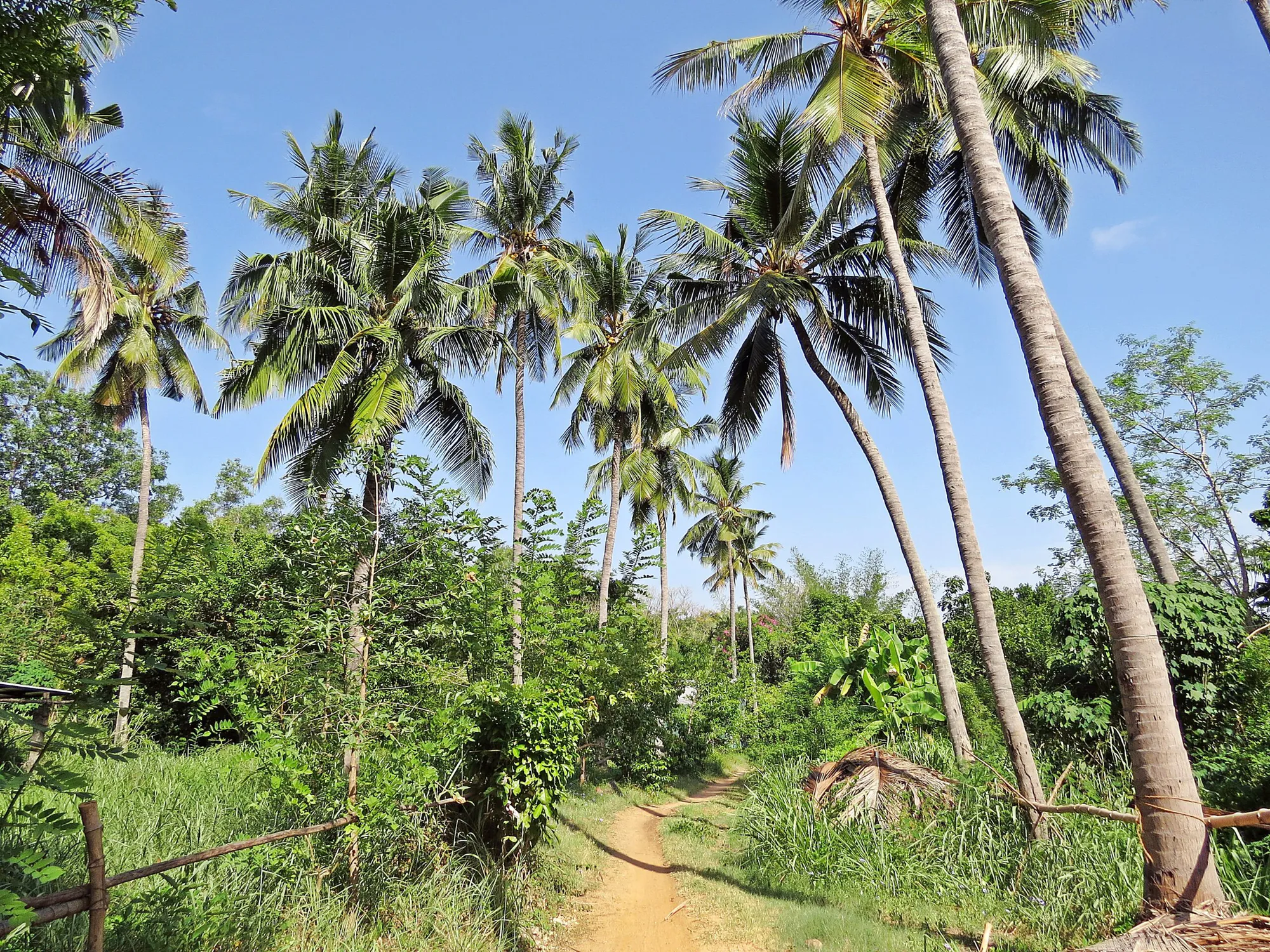 Reforestation of Severely Degraded Farm Land