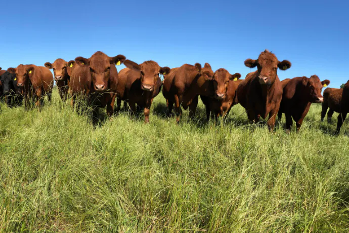 Reviving Grasslands: Restoring South America’s Rangelands