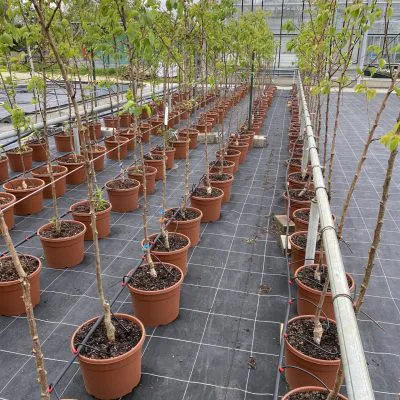 Lacanau Biochar Removal Project