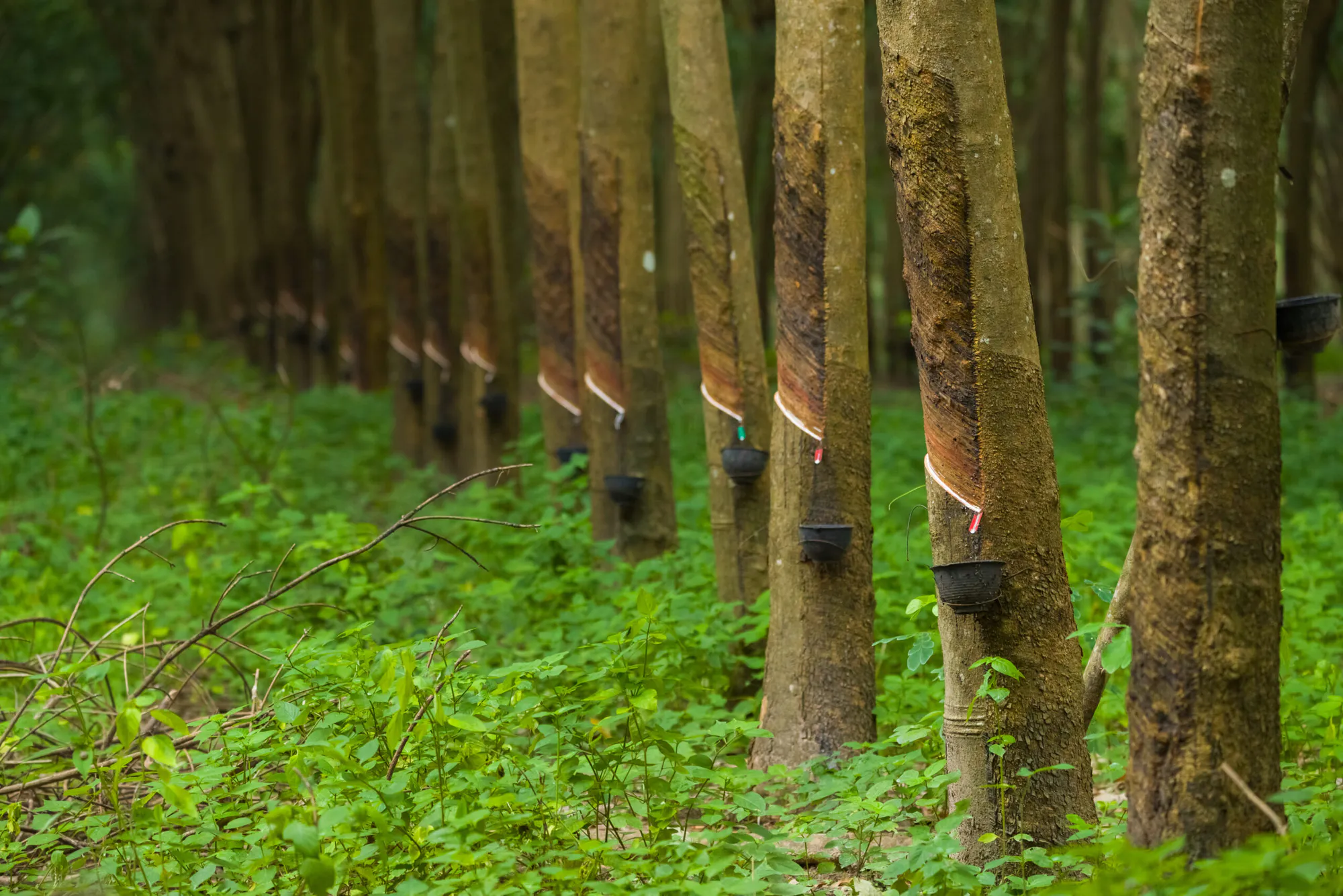 Rubber Forest Reforestation in Guatemala