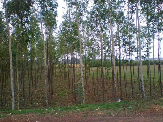 Reforestation of Severely Degraded Farm Land
