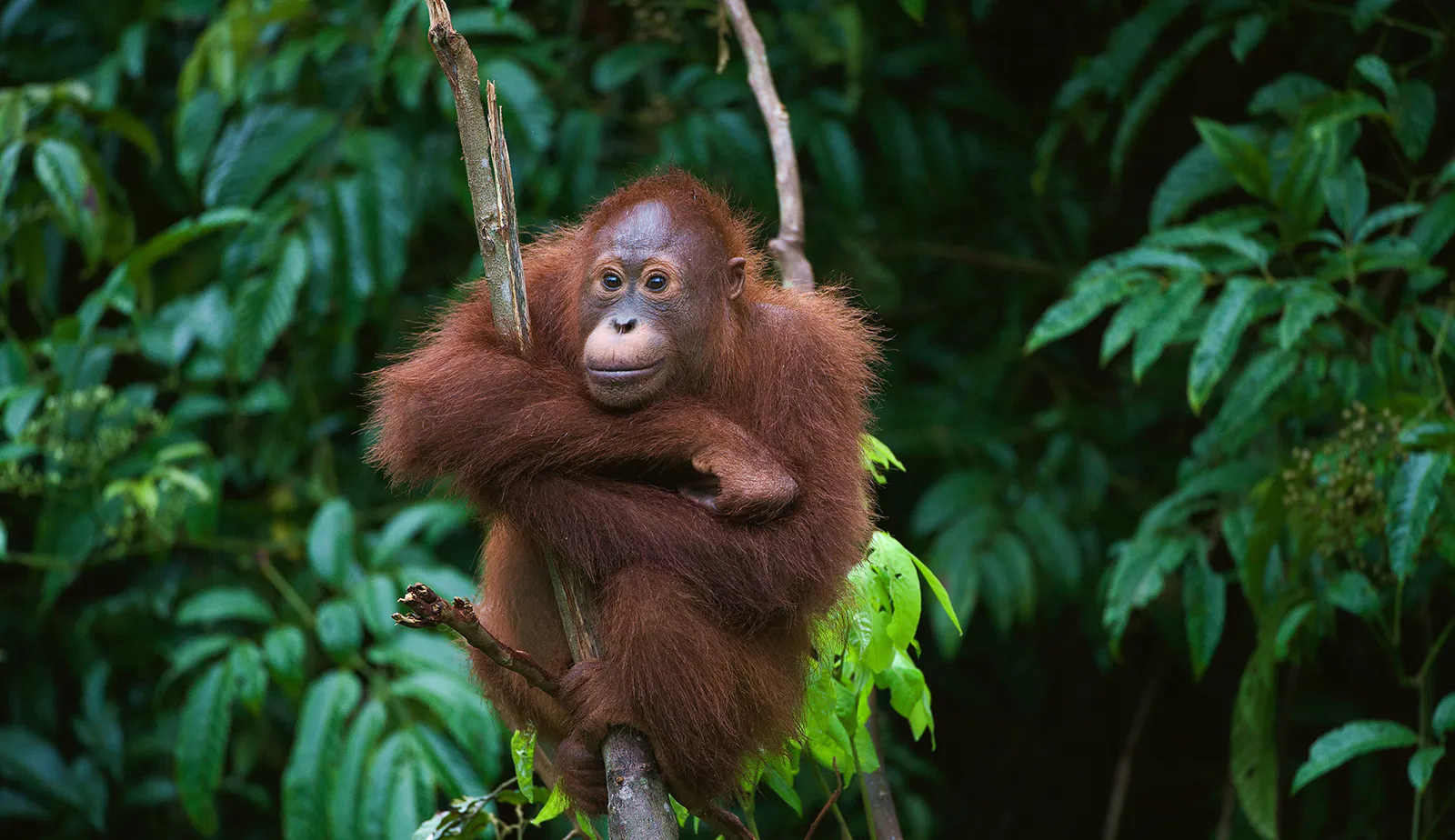 Protect the Leuser Ecosystem on the island of Sumatra