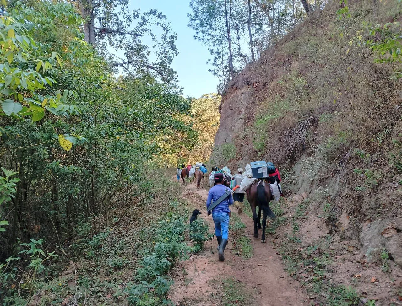 Preserving Indigenous Forest Landscapes in Oaxaca