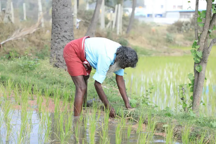 Cultivating Resilience: Regenerative Farming Across Indian Heartlands