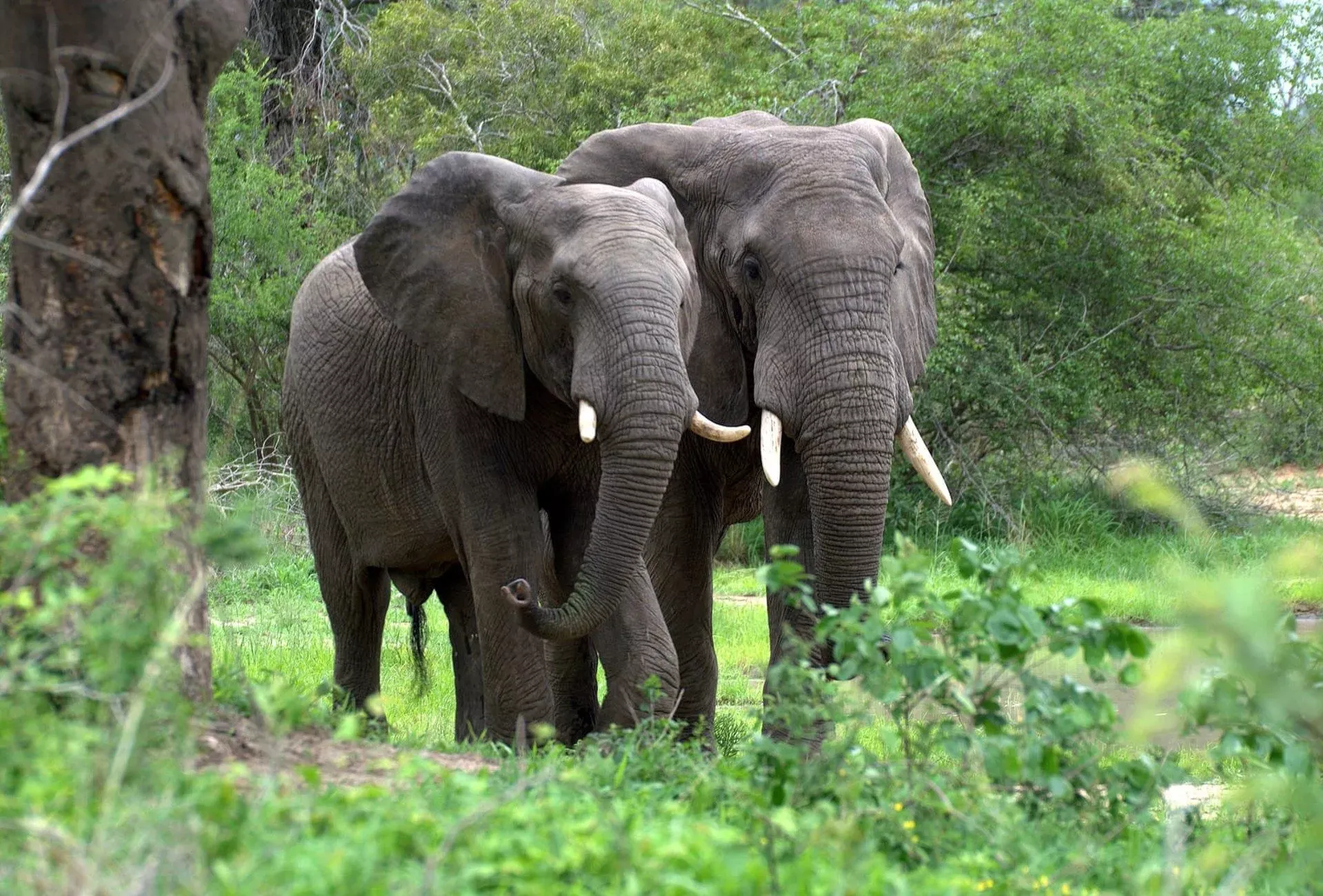 Eastern DRC: Protect Africa’s Biodiversity Hotspot