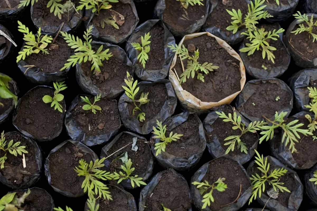Time Tested Forestation in Uganda