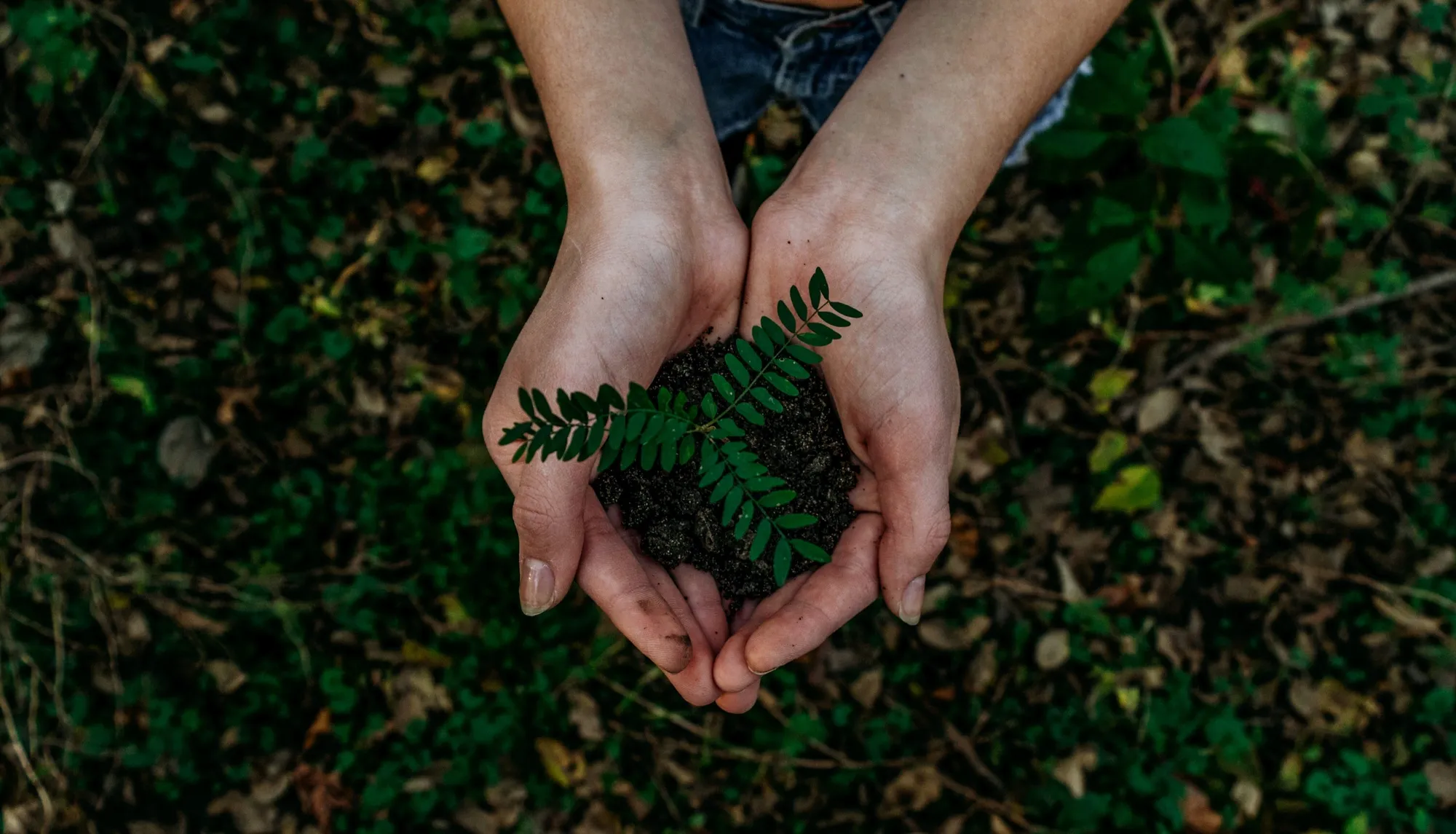 Consumer Expectations Towards Decarbonisation And Net Zero