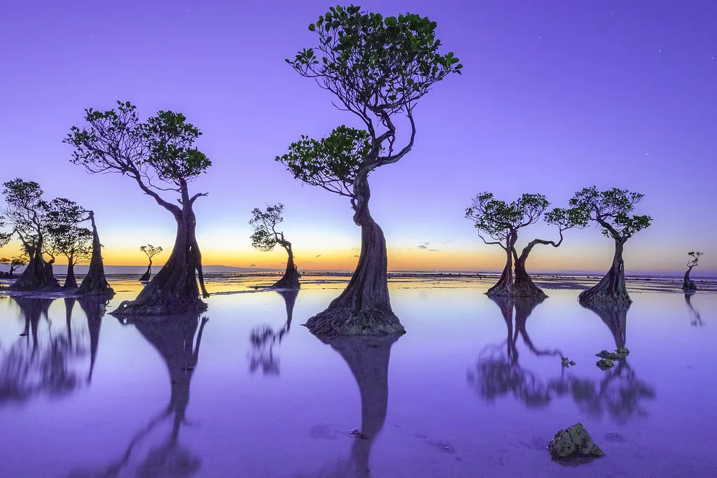 11 Incredible Trees that are Worth Saving the Planet For