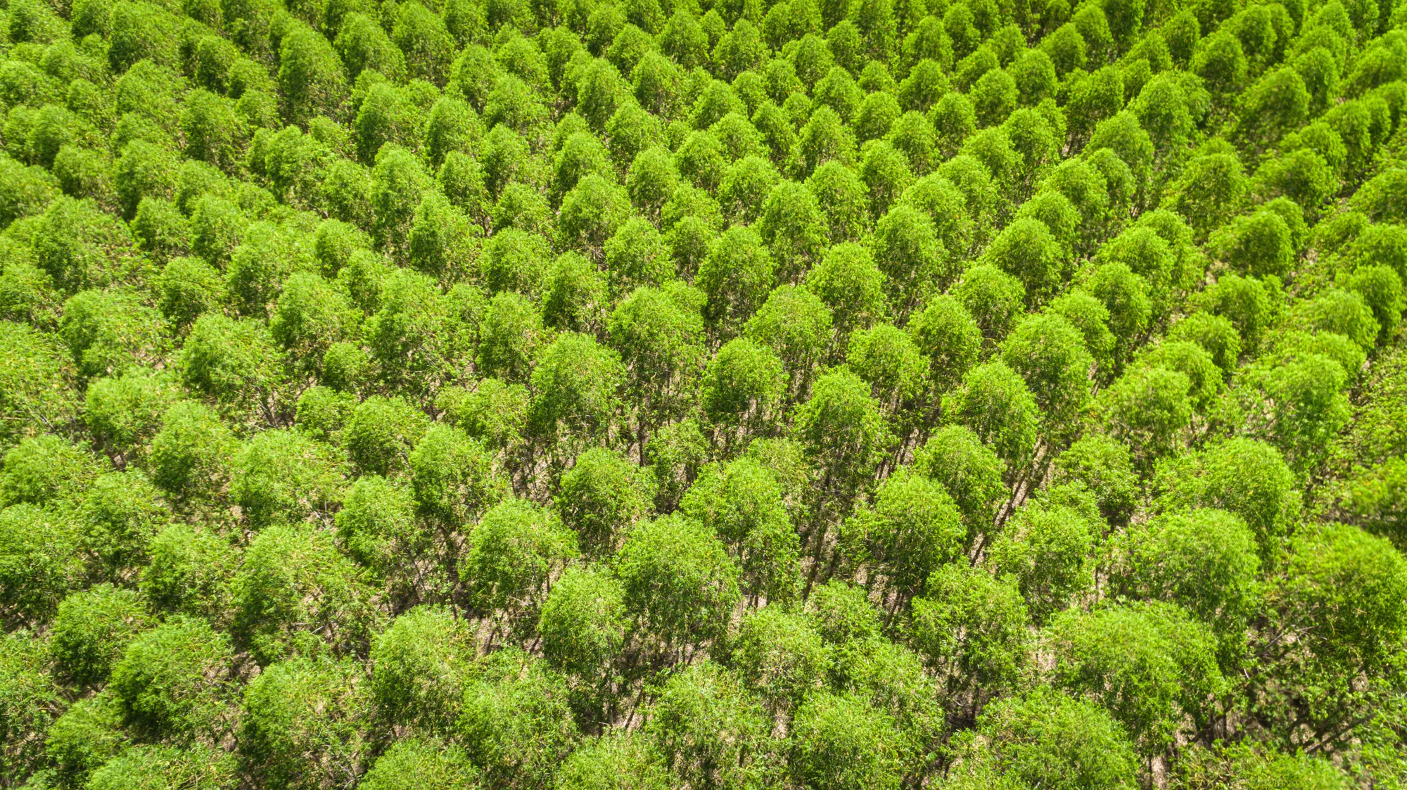 Savannah Regeneration and Recovery Agroforestry Project