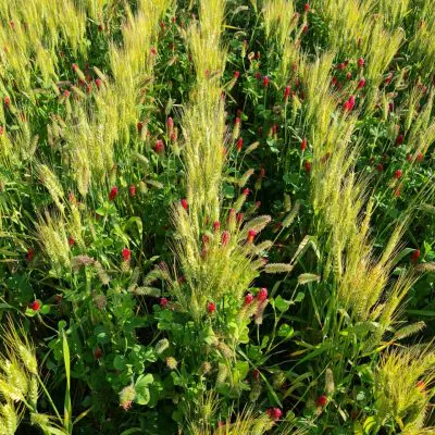 Orizon CarbonCrop Rewards Programme, South Africa