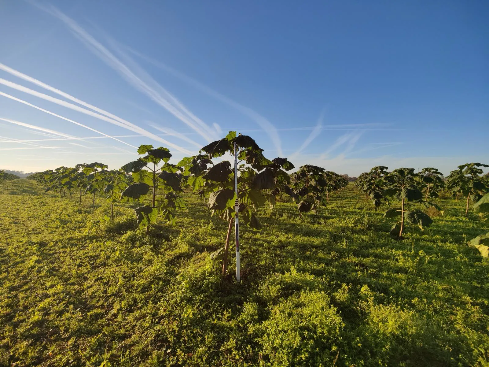 Paulownia Agroforestry in the Netherlands