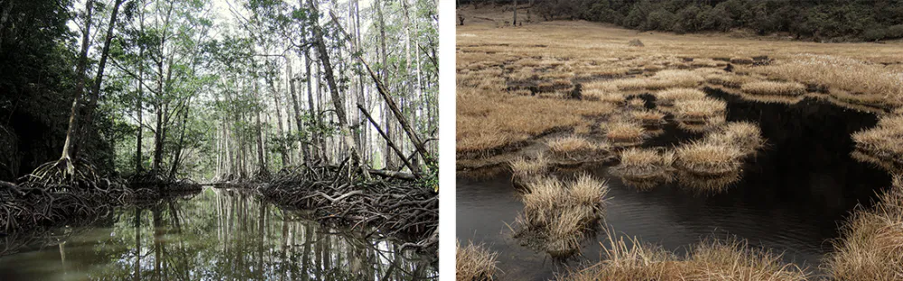 Rainforest Climate Action Fund