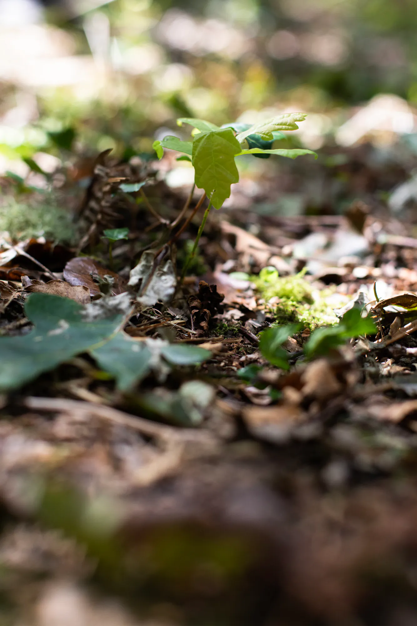 Restoring the Ancient Celtic Rainforest In Cornwall