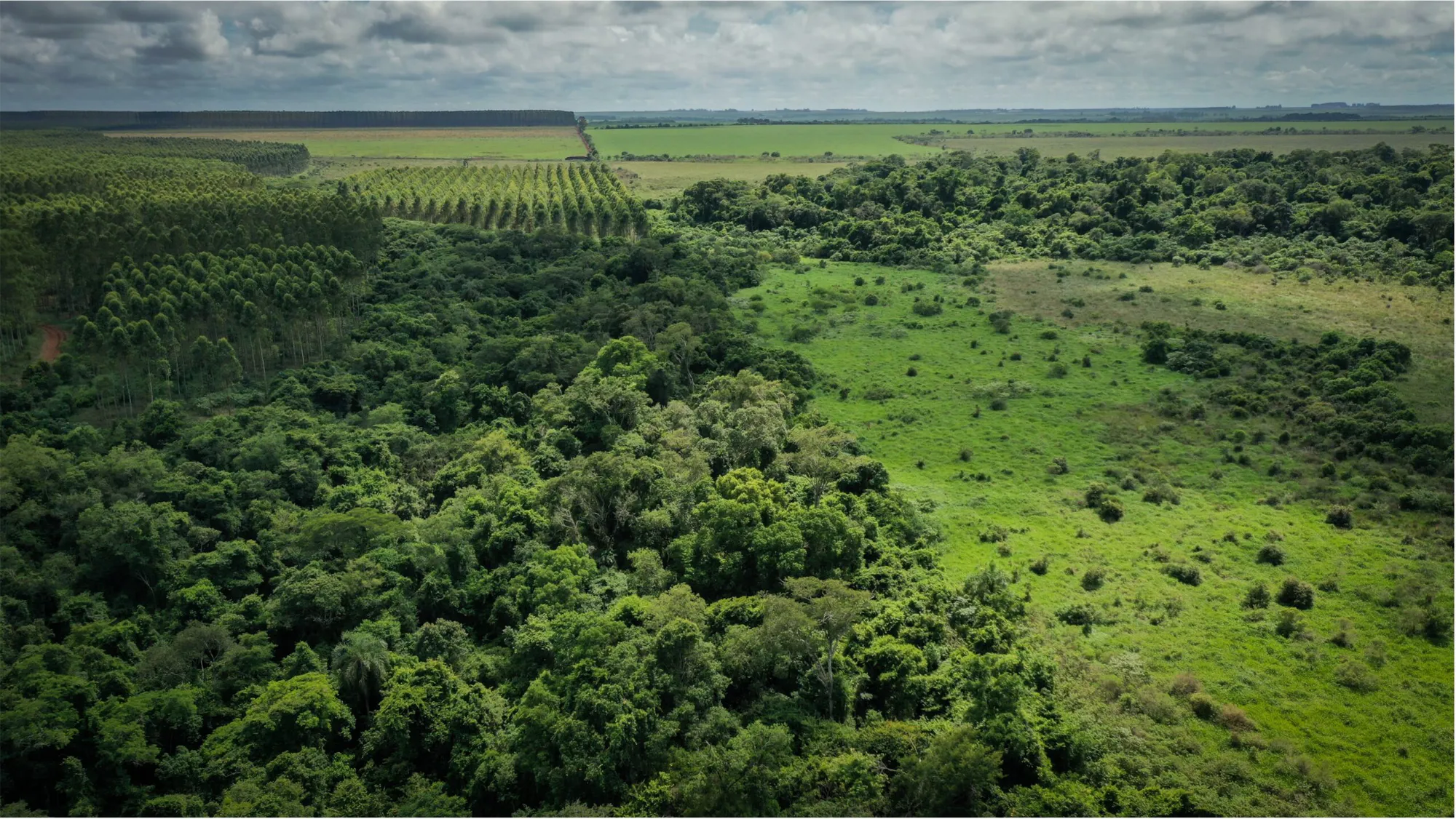 Mixed Planting of Native and Non-Native Species in Paraguay-I