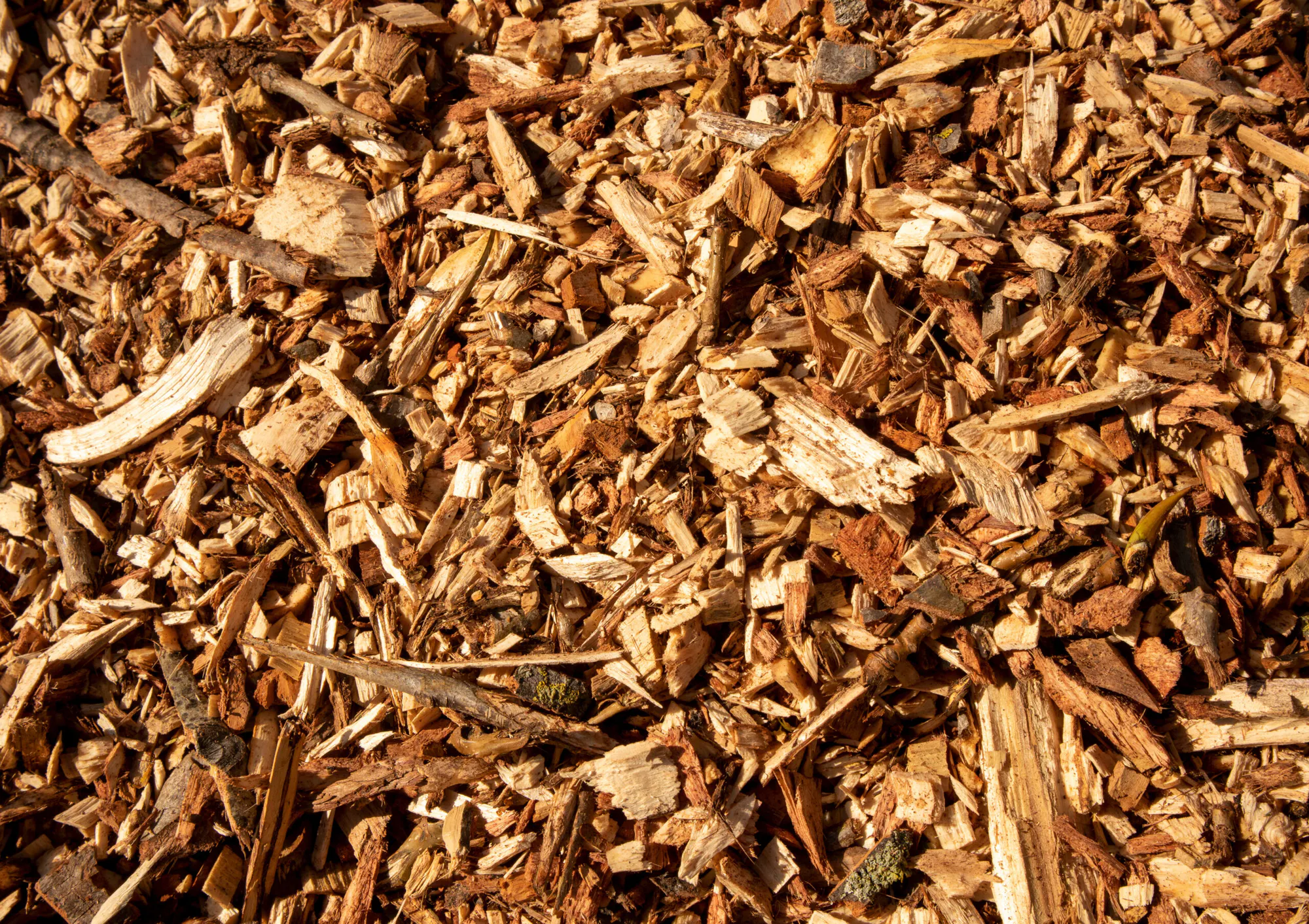 Rieden Biochar for Carbon Removal and Soil Regeneration