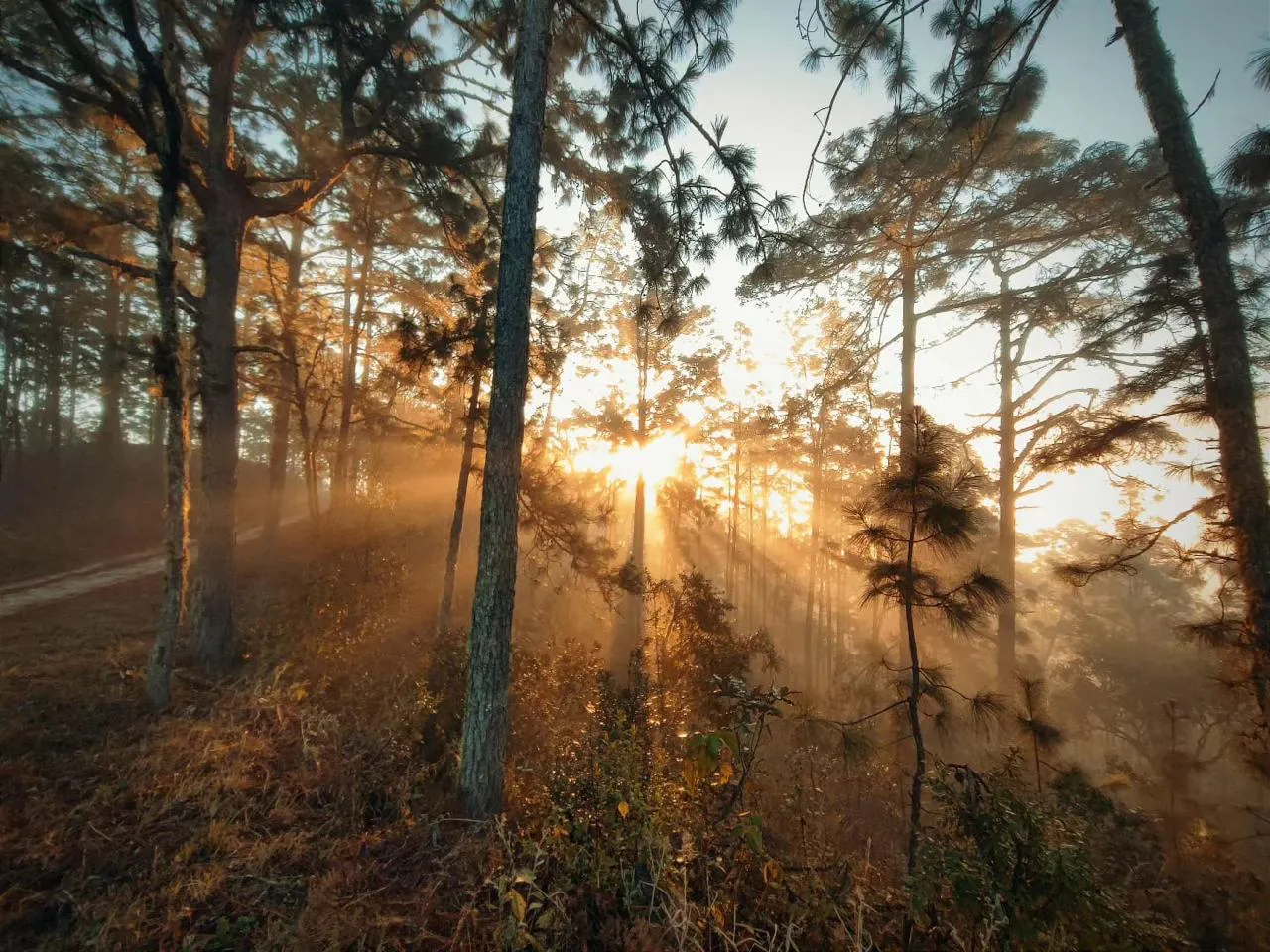 Preserving Indigenous Forest Landscapes in Oaxaca