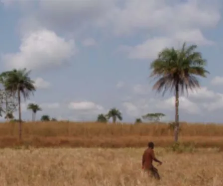 Reforestation of Degraded Lands in Sierra Leone