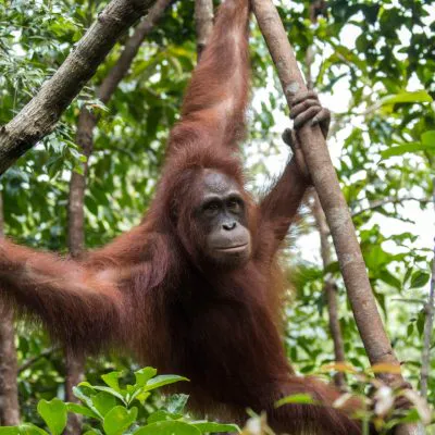 Orangutan Protection in West Kalimantan