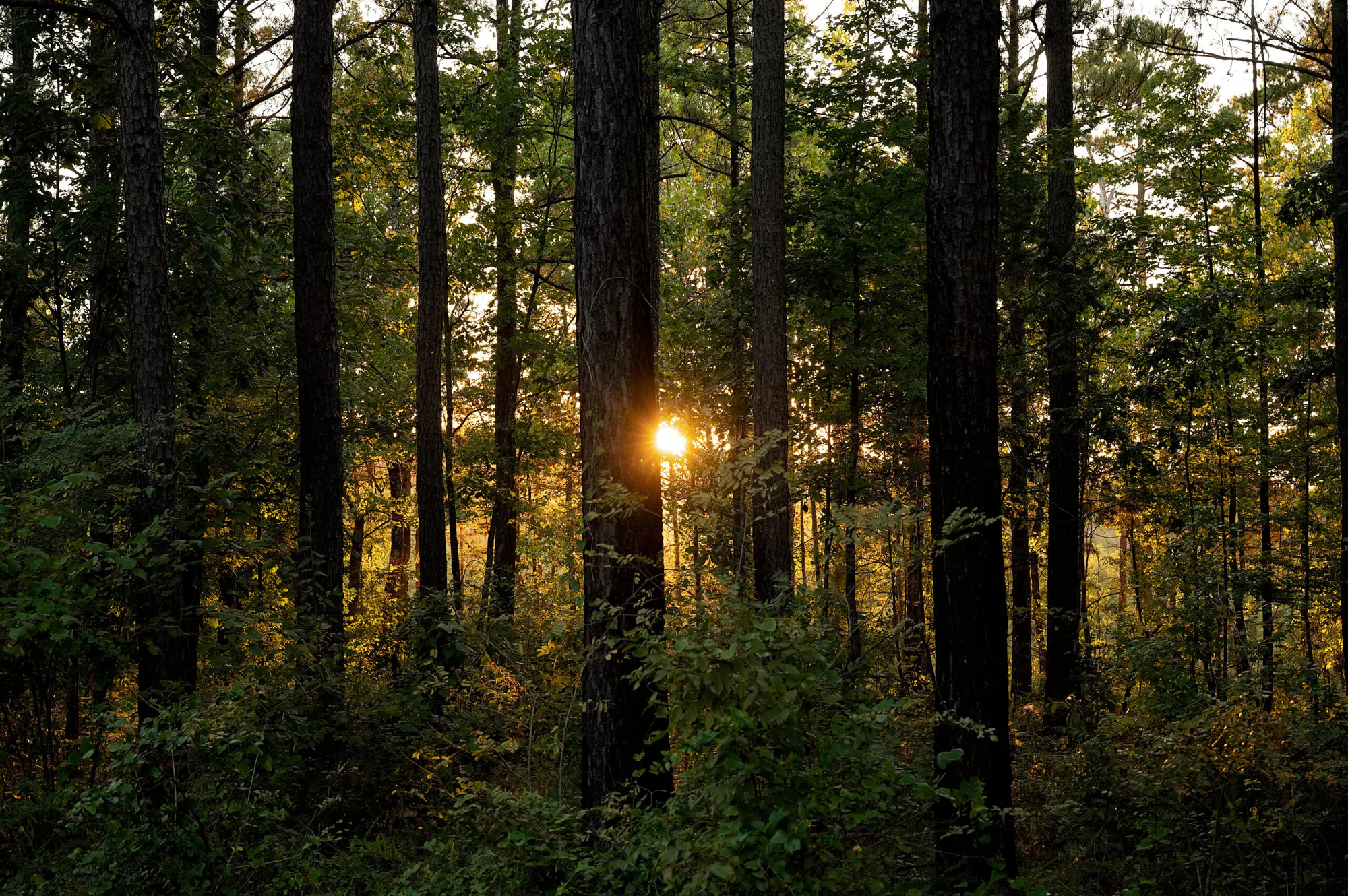 GreenTrees ACRE – Advanced Carbon Restored Ecosystem Project