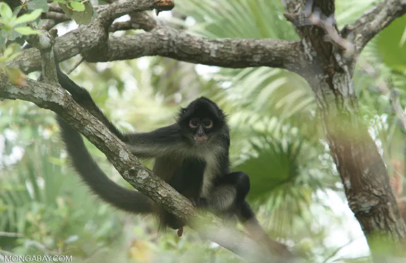 Eastern DRC: Protect Africa’s Biodiversity Hotspot