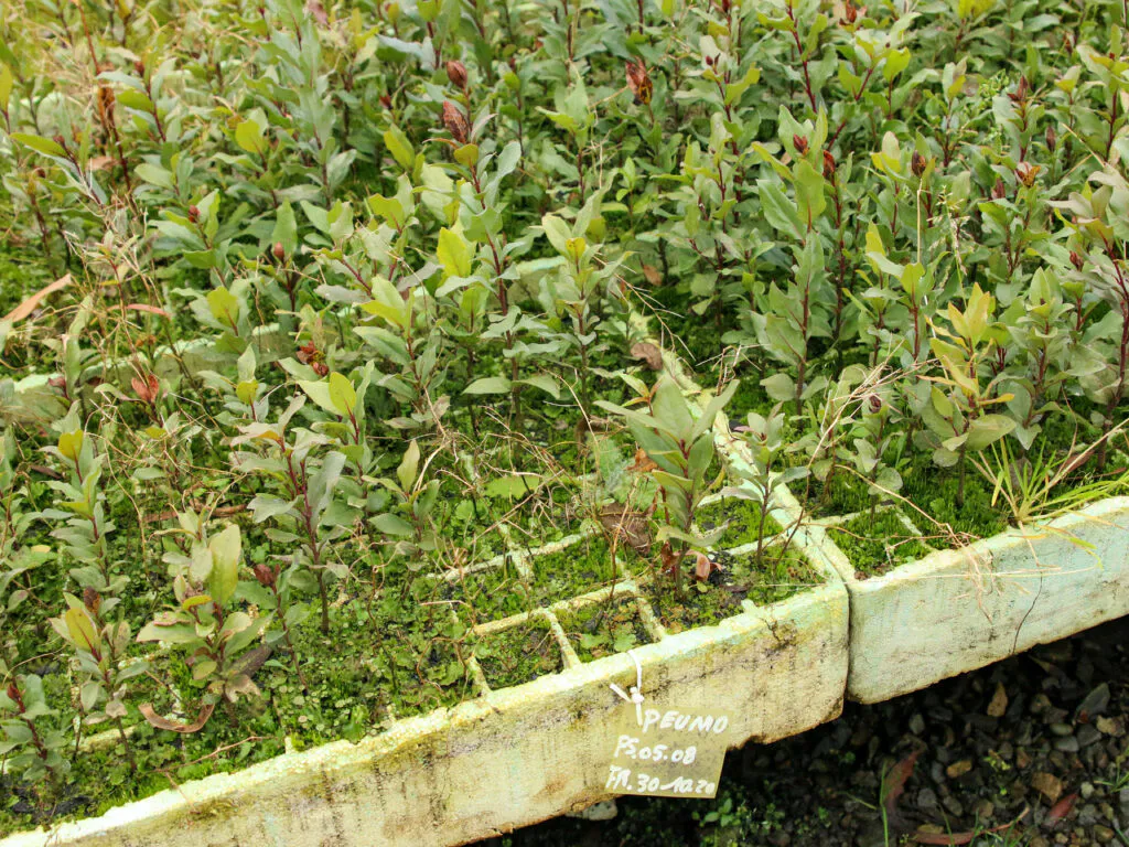 Reforestation of Degraded Lands in Valle California, Patagonia, Chile