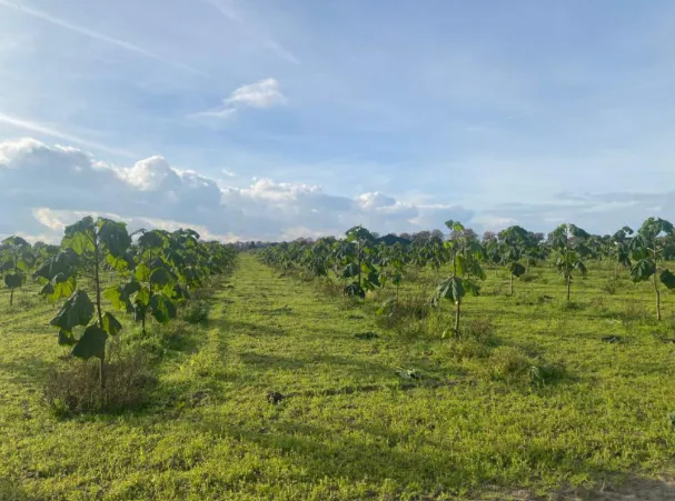 Paulownia Agroforestry in the Netherlands