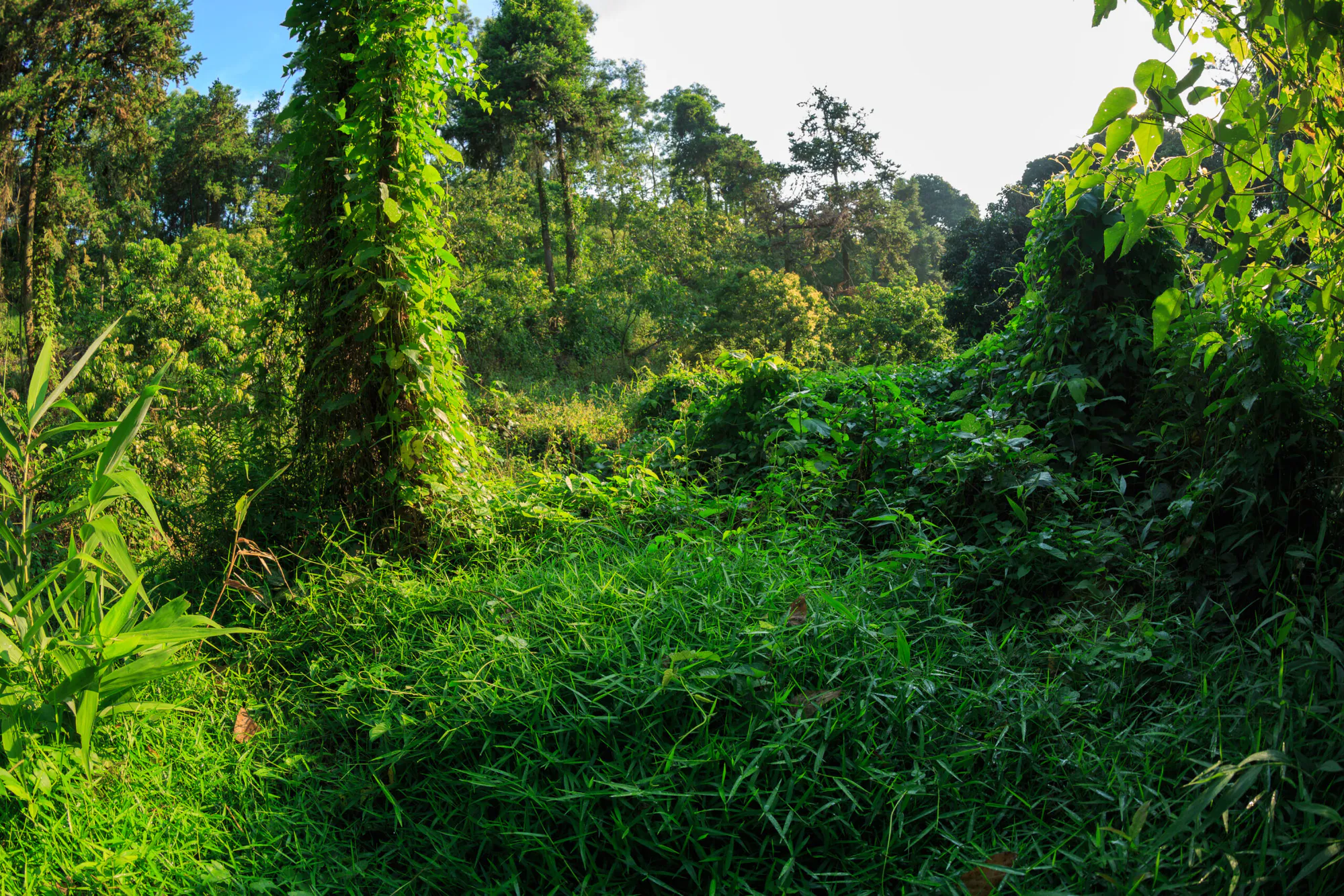 Yunnan Xishuangbanna IFM Project China