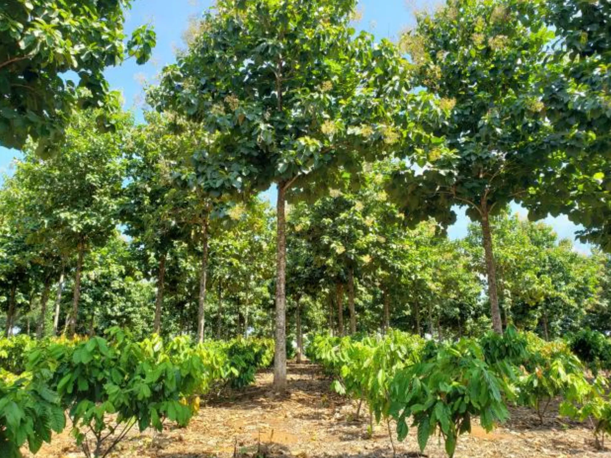 Reforestation and Agroforestry on Degraded Lands