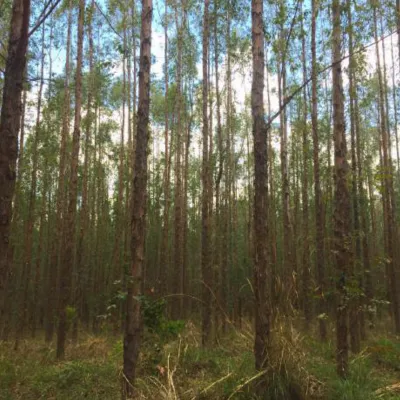 Yagual – Conservation, Restoration, Carbon Sequestration Grouped Project
